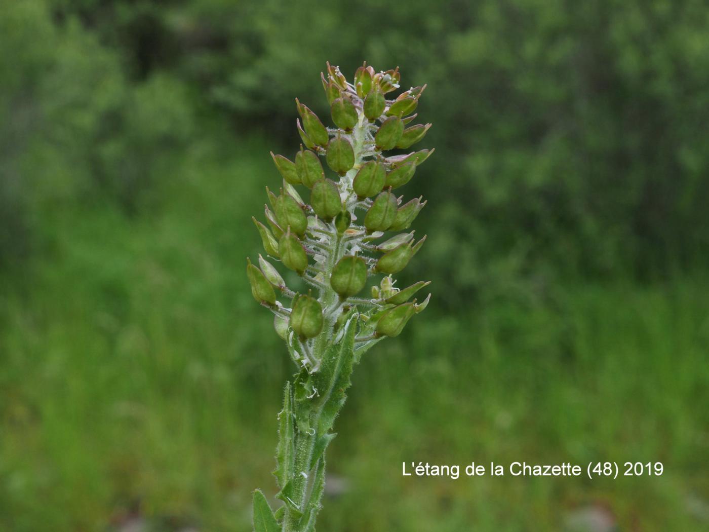 Pepperwort, (Variable-leaved) fruit